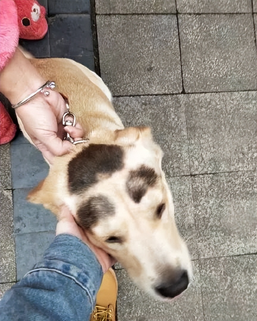 狗子毛色发亮,狗子毛色发红