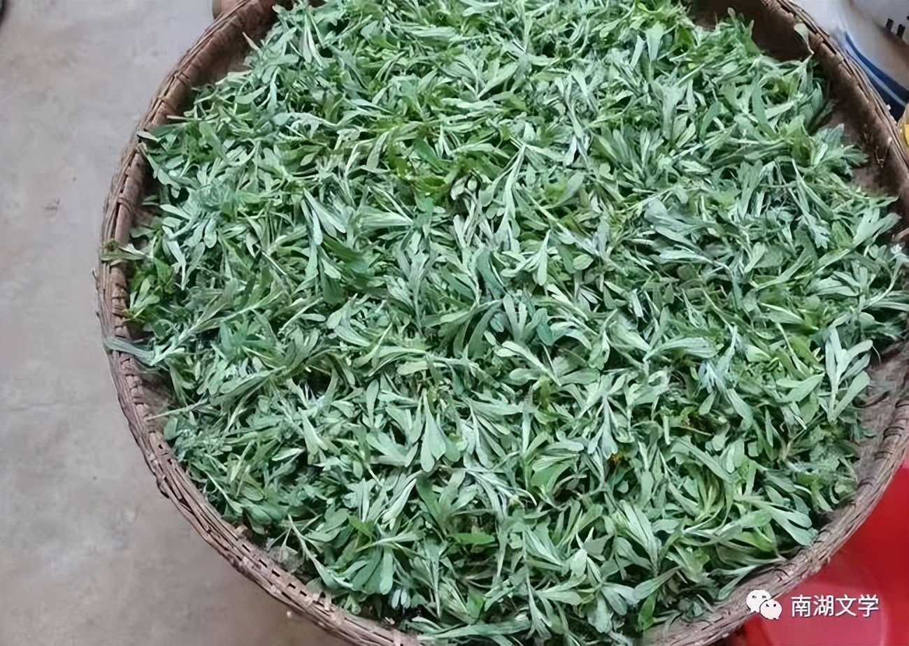 清明时节的新鲜艾草可以泡脚吗,清明时节吃艾草有什么好处