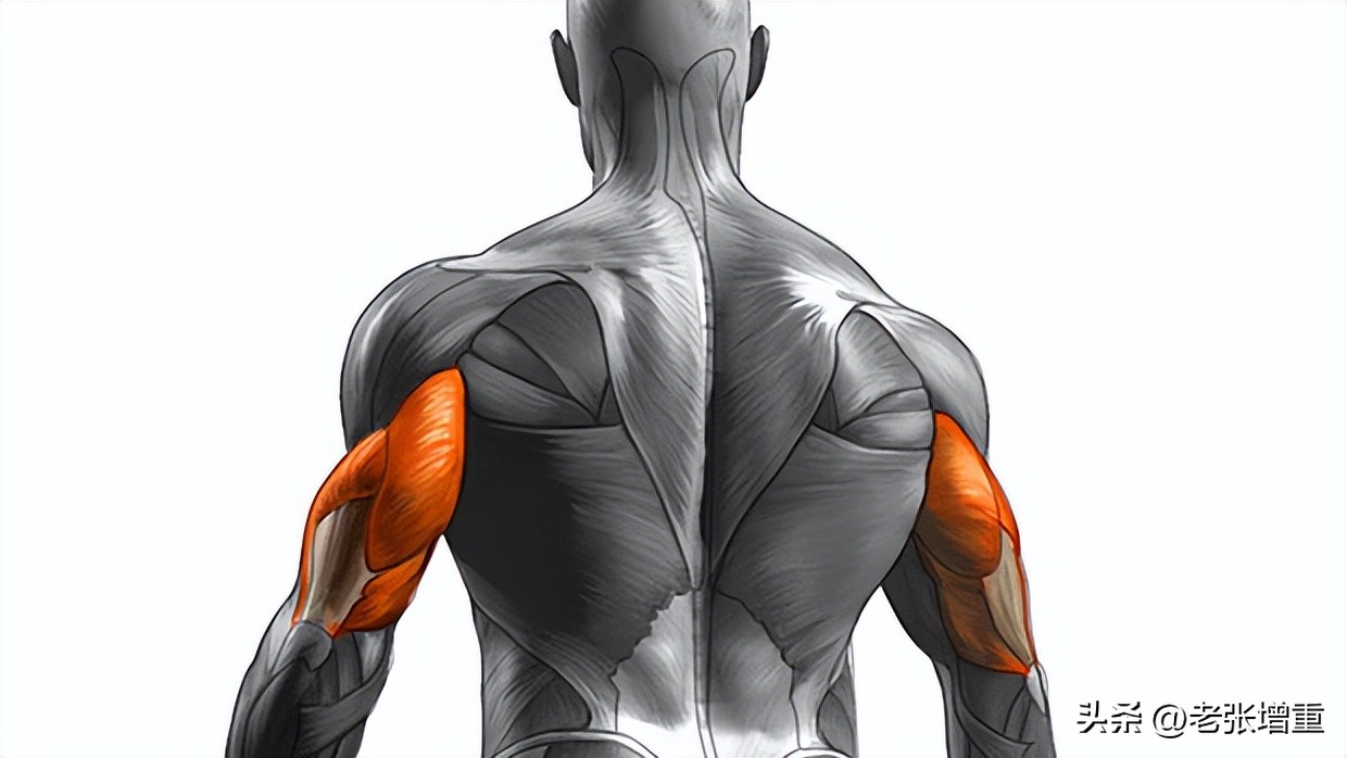 将手臂肌肉练大一个维度要多久,如何通过做俯卧撑增大手臂围度