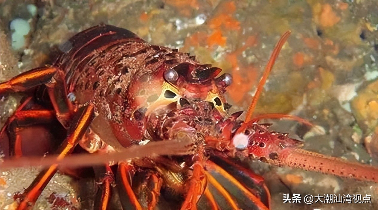 世界上各种龙虾视频介绍,世界各种龙虾价格