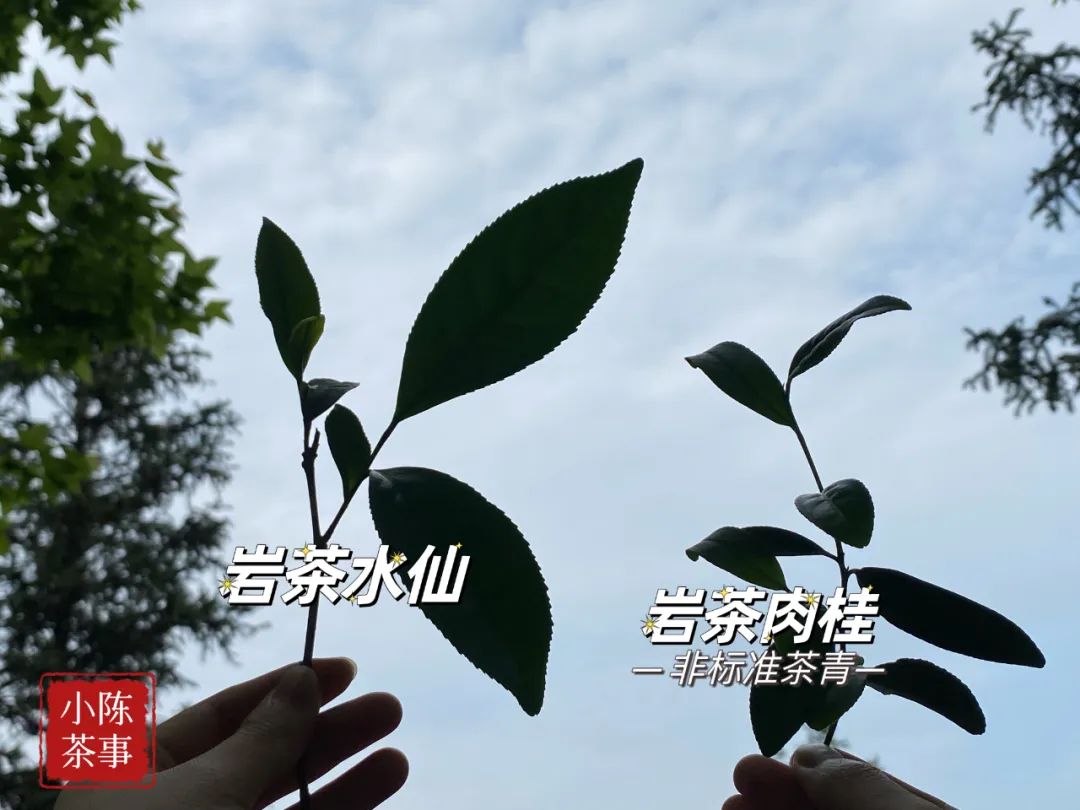 白茶茶饼为什么压得那么松,白茶压饼和散茶有什么区别