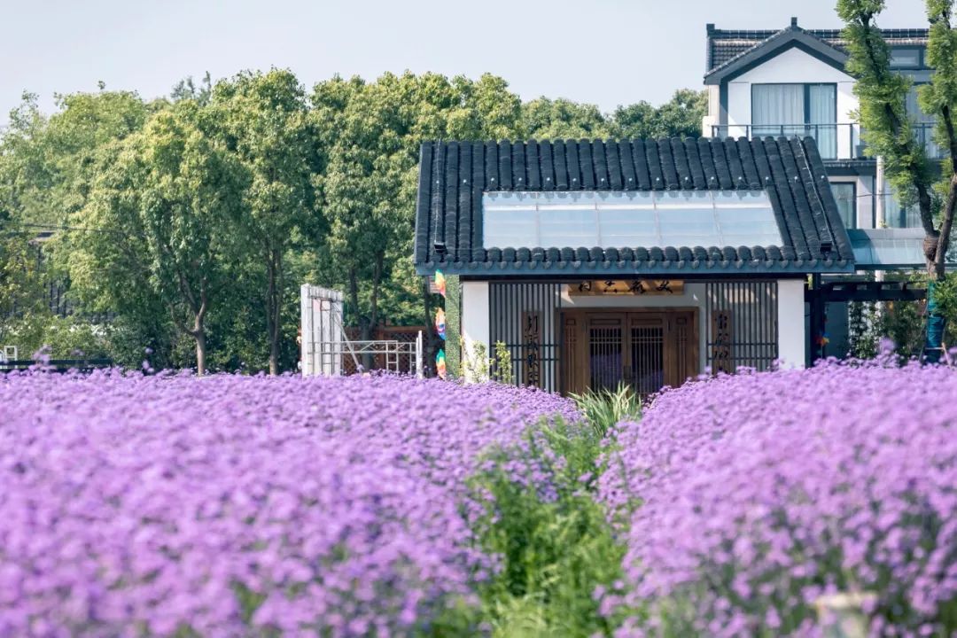 整村运营,整村运营顶层策划