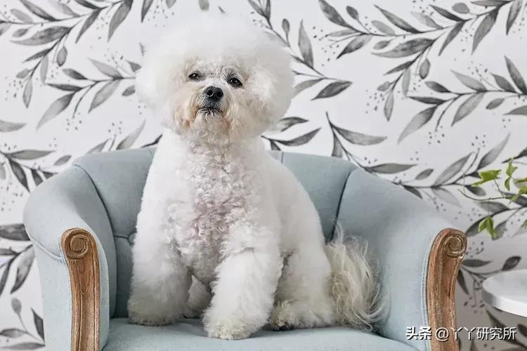 老年人最佳犬种,适合农村老人养的犬种