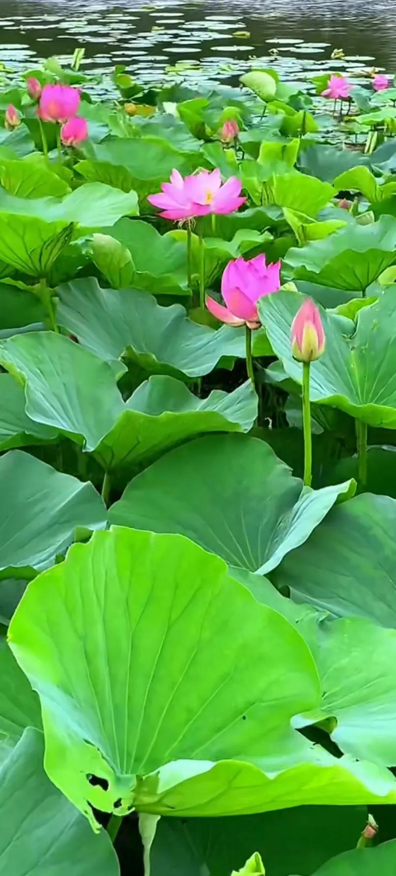 夏至荷花荷叶图片,夏至时节荷花正美图片