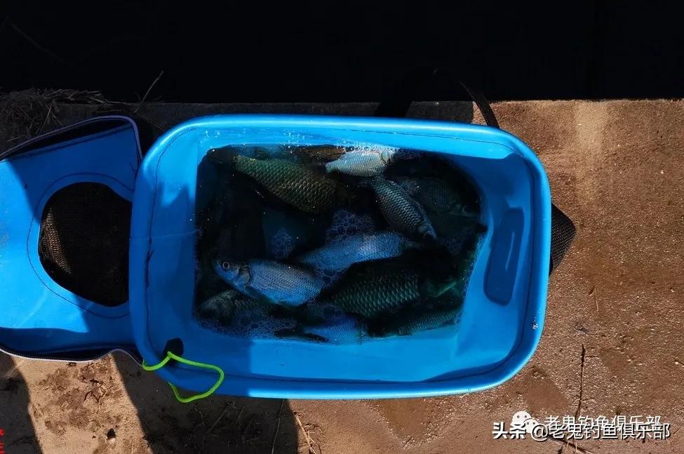 老鬼磷虾打窝米,老鬼磷虾酒米pk西部风酒米