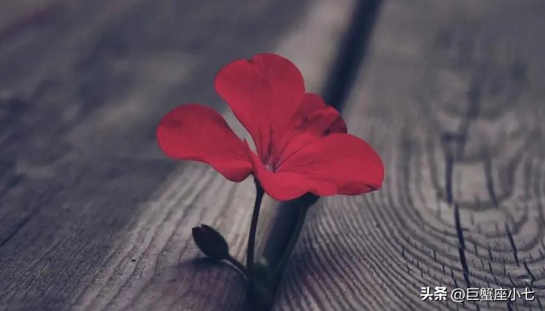 狮子座斗不过摩羯座,狮子座斗不过天秤座