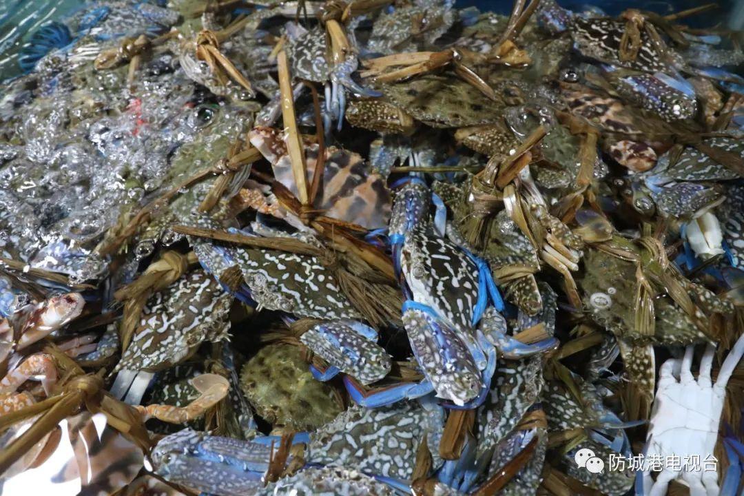 开海了一大波肥美海鲜上岸,开海去哪买海鲜