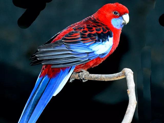 分享图片—五彩金刚鹦鹉