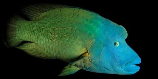 鱼类食材大全名称图片,鱼类菜谱大全100种