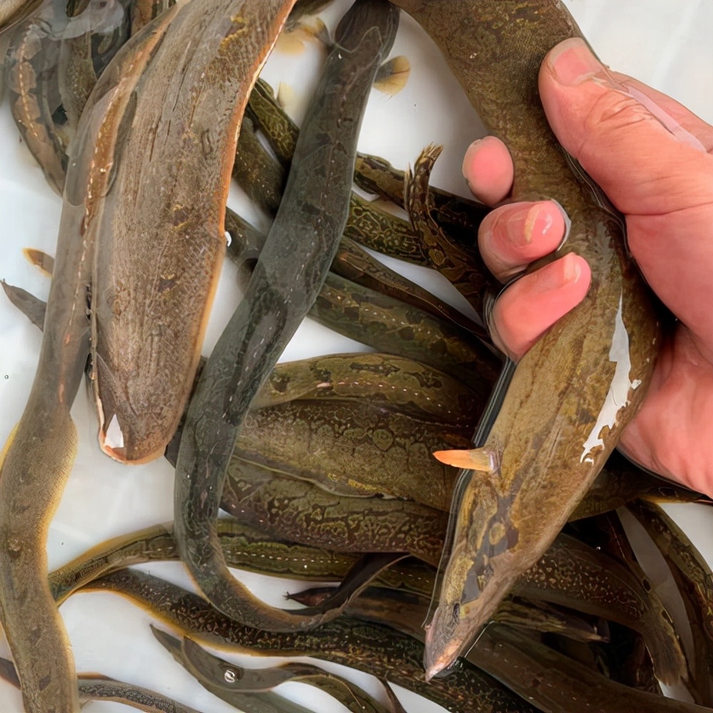 河里抓来的刀鳅鱼,湖北野生刀鳅鱼