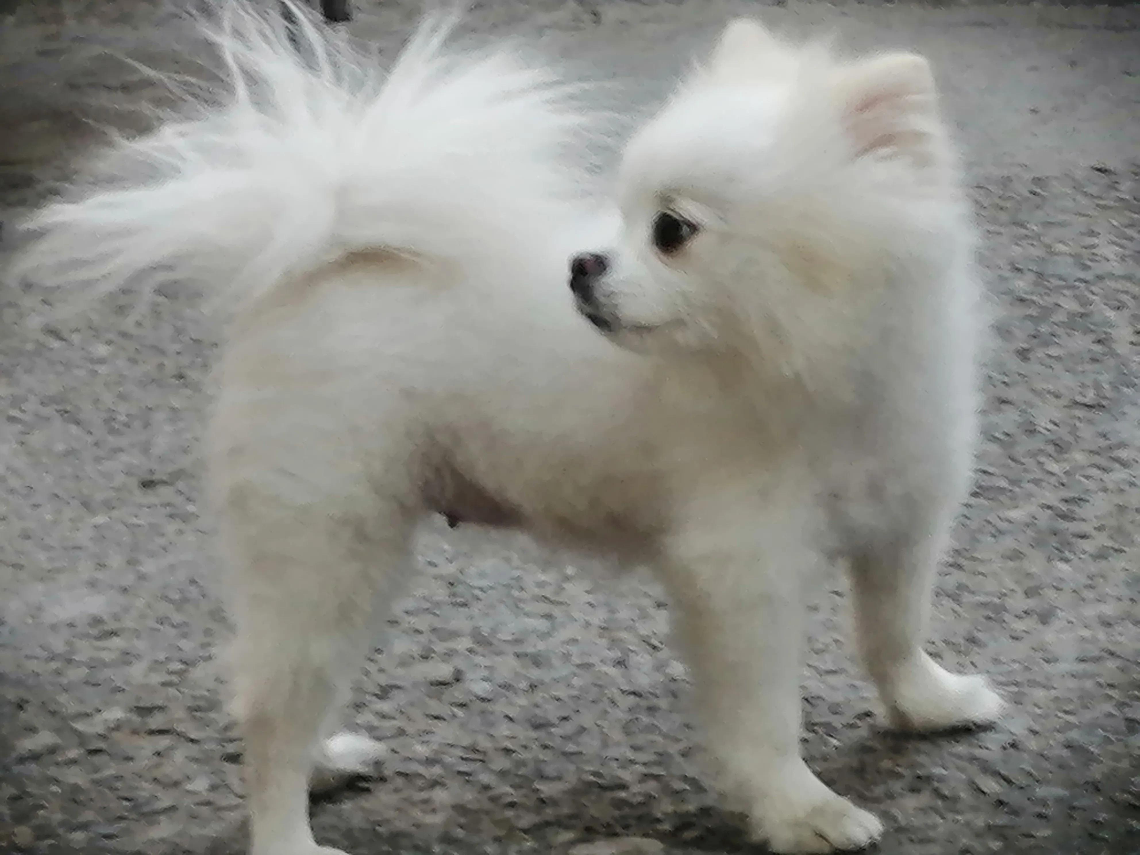 姣涜眴灏忕嫍,璋冪毊灏忕嫍姣涜眴