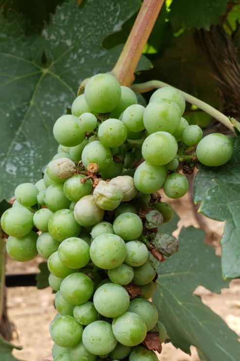 蛇龙珠烟台张裕卡斯特酒庄,张裕卡斯特酒庄蛇龙珠干红葡萄酒