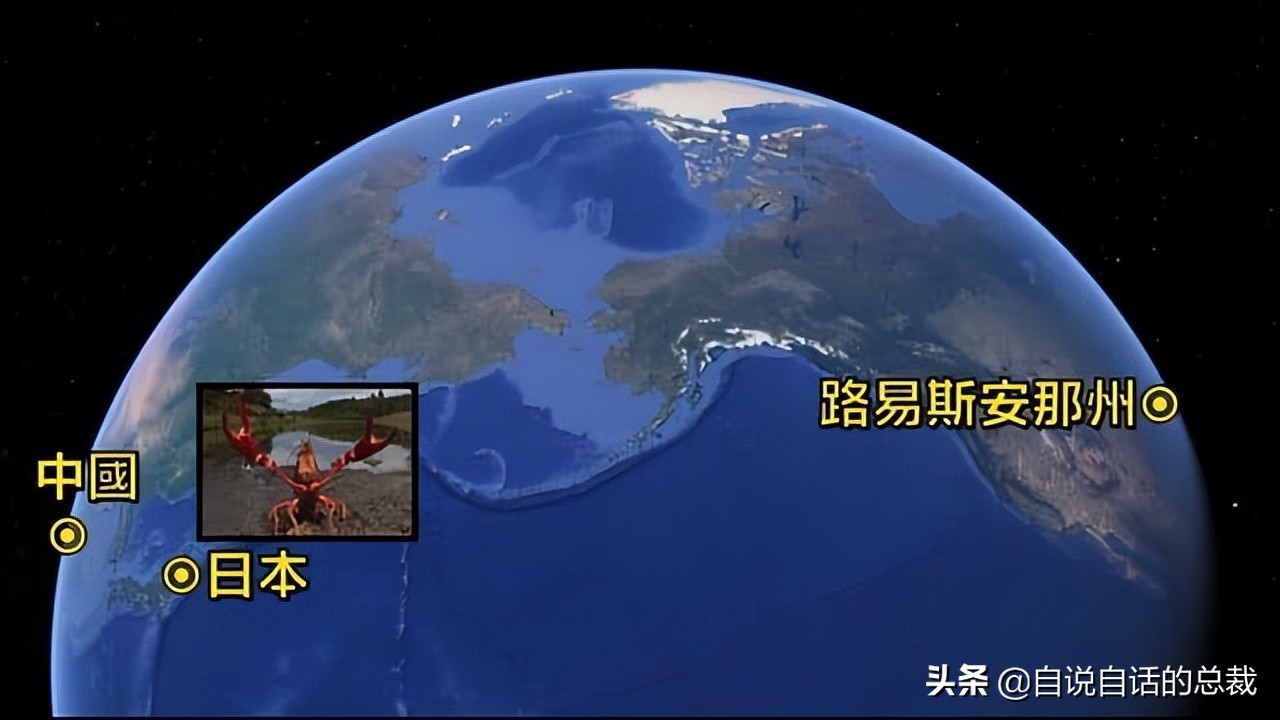 龙虾青龙和花龙区别,龙虾也是生物为什么我们要吃它