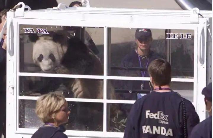 多少人关注丫丫,现在有多少人在关注丫丫