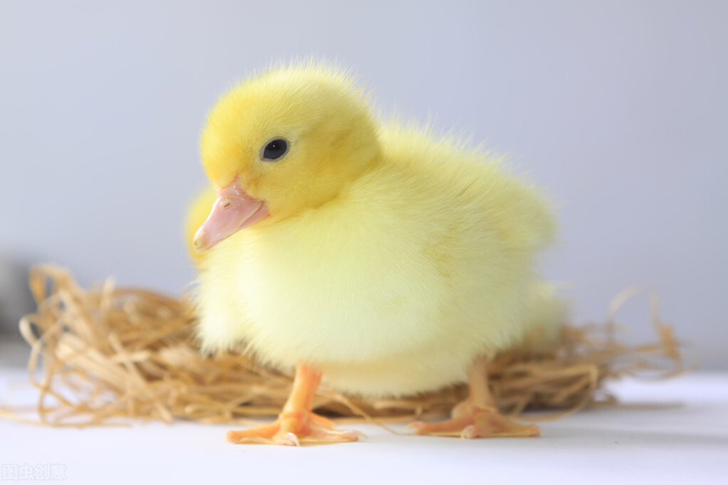 家禽病原体有哪些,家禽类病菌