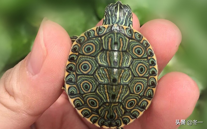 新手养龟的基本知识,入门养龟用什么龟缸