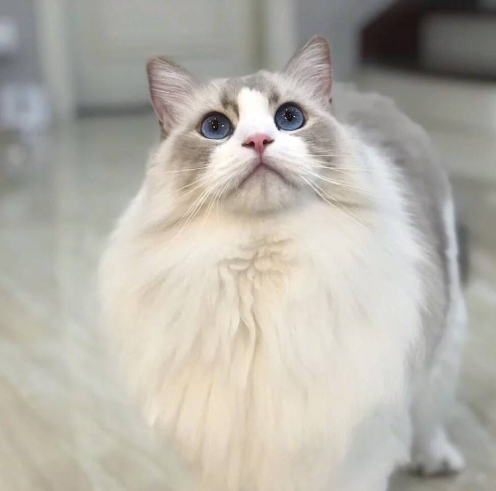 买猫布偶,买布偶猫应该注意什么