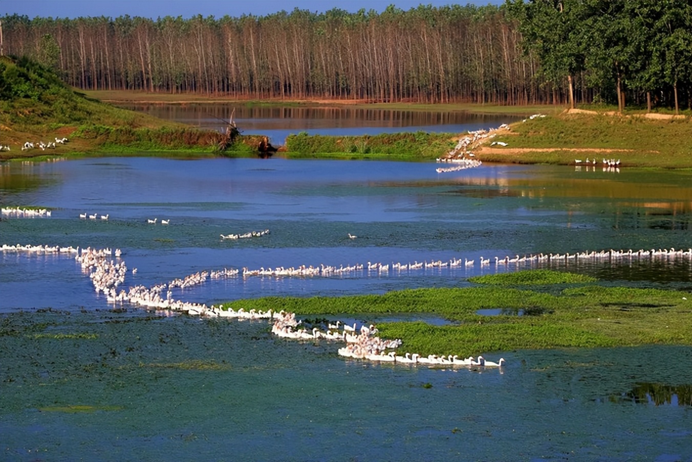 信阳十大旅游乡村,信阳周边乡村旅游景点推荐