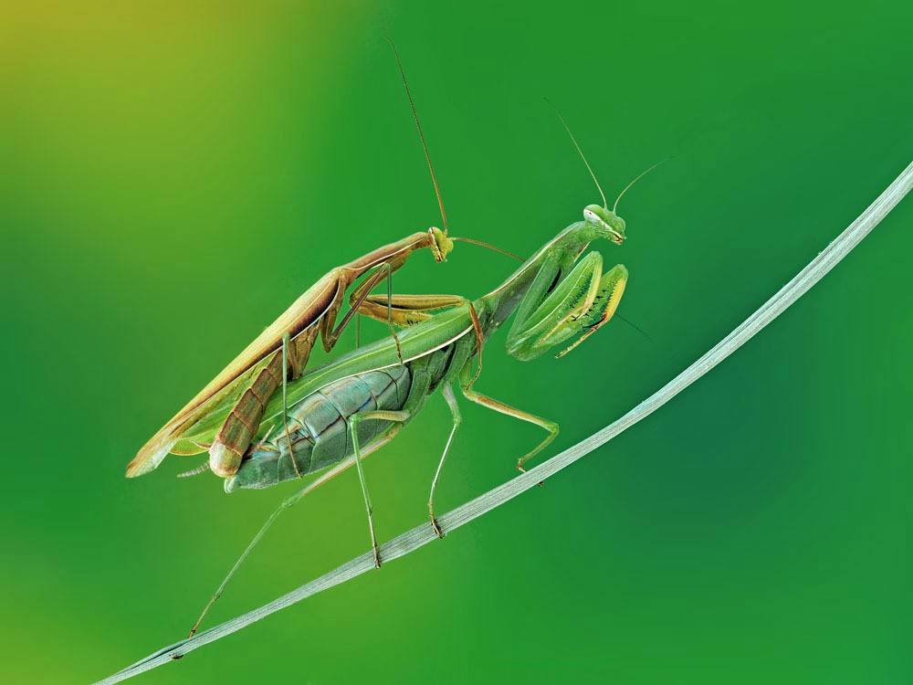 雌性螳螂吃雄性螳螂为什么不反抗,雄螳螂被母螳螂吃掉过程