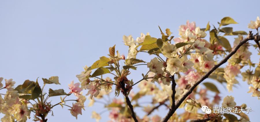 西法大到底是什么,西法大是什么意思网络用语