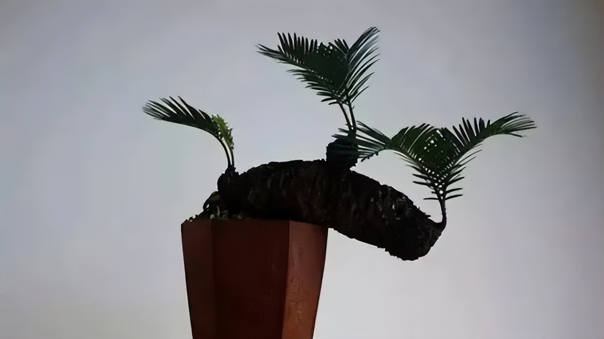 家中养8种盆栽树,客厅养什么盆栽树最好