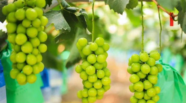 一点就“购”，一步“提”走！