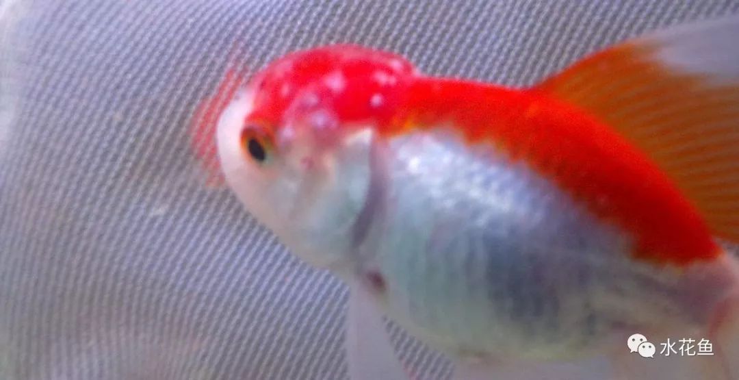 12种水产病害防治,你对水产动物病害的初步认识