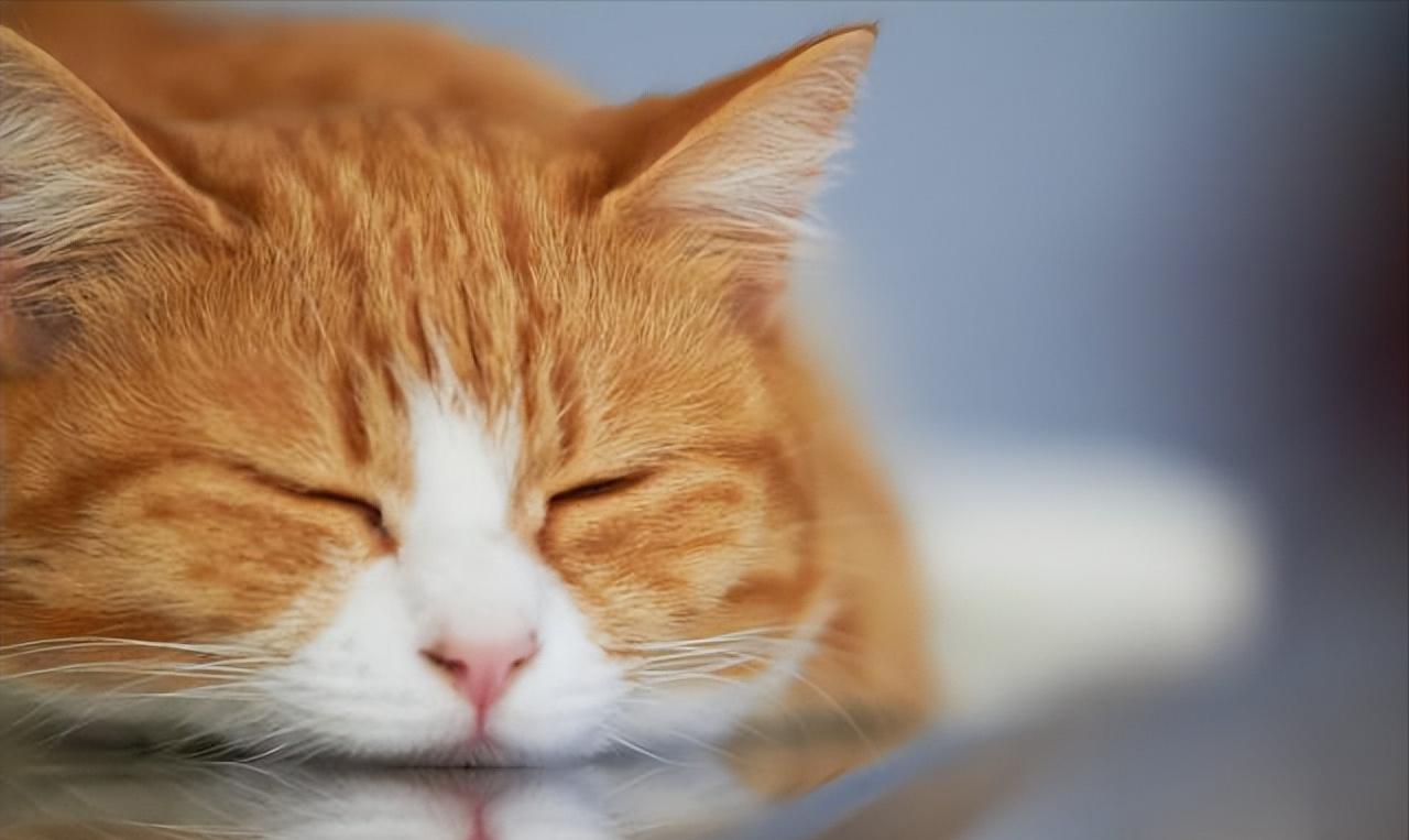 请问猫咪挑食吃什么猫粮最好,猫咪挑食不吃猫粮怎么纠正