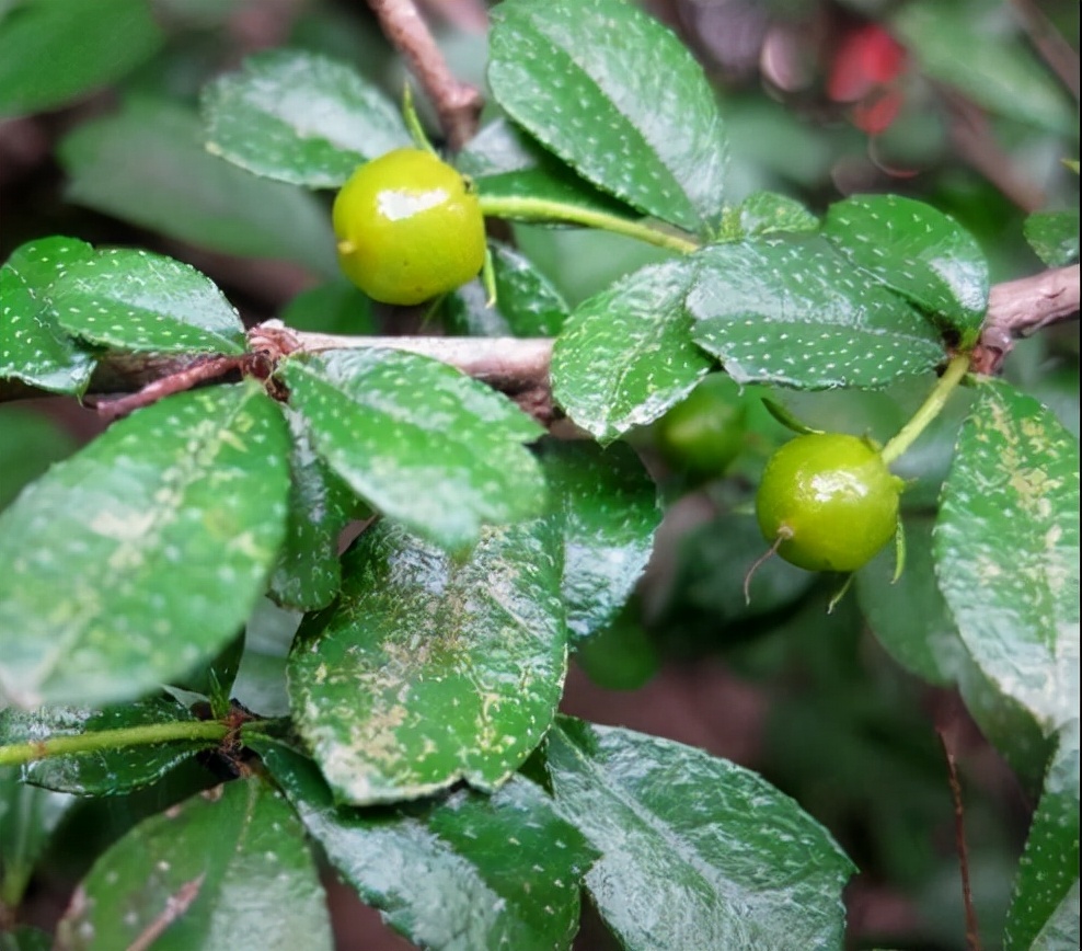 白花红果艳如脂——基及树