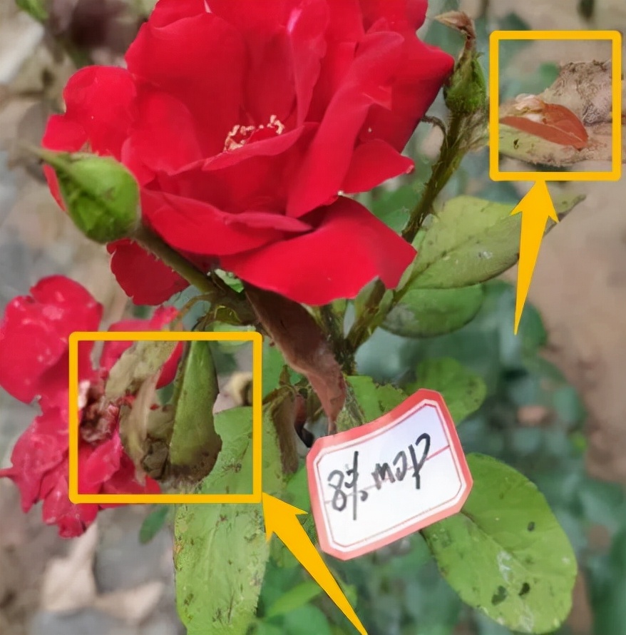 花受药害了怎么解决,花卉药害症状