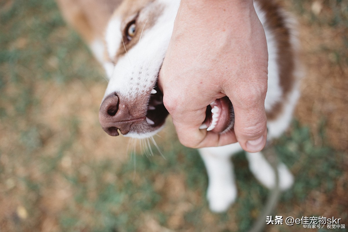 狗狗总咬主人的手怎么办,狗狗为什么喜欢假咬主人手