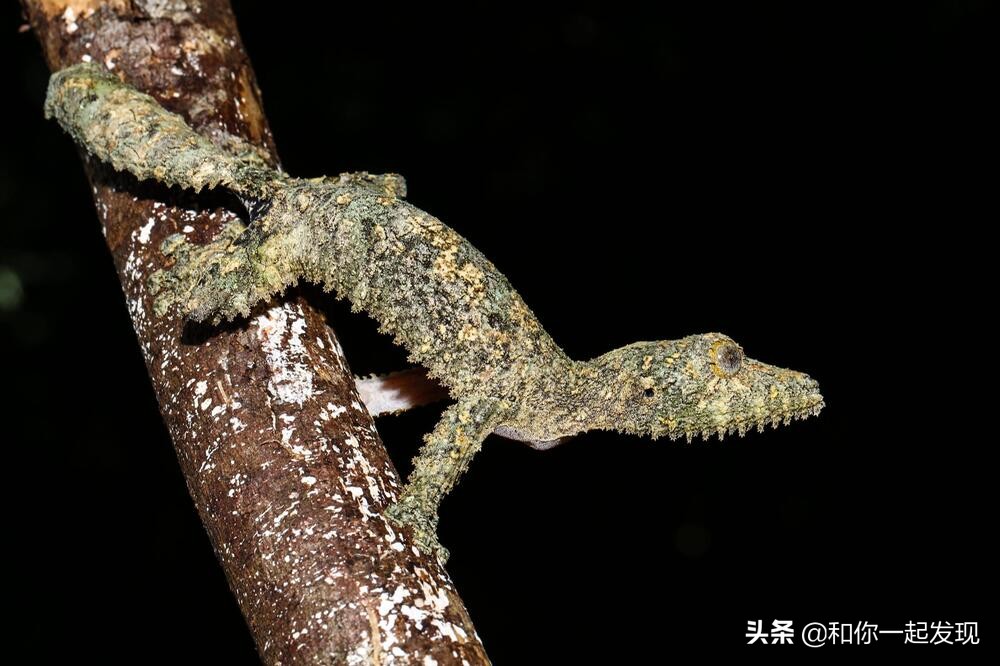 青蛙透明血管,青蛙有无血管