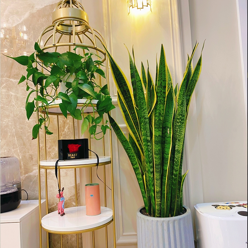 超级好养的大绿植排名前十,比较好养的大型绿植