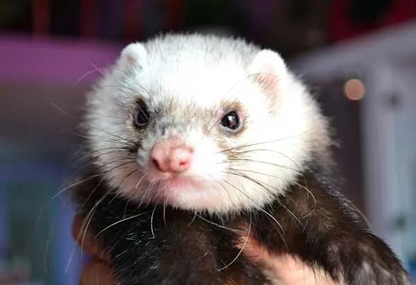 貂可以带出去遛吗,貂可以戴在身上养吗