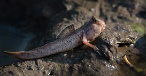 唯一一种在陆地生活的鱼,你见过在沙子里游的鱼吗
