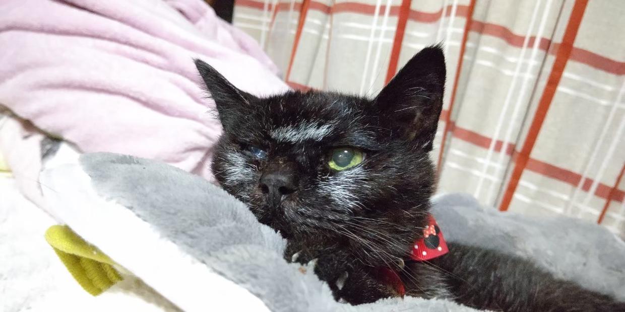 最长寿猫咪死亡,世界上最长寿的猫咪去世