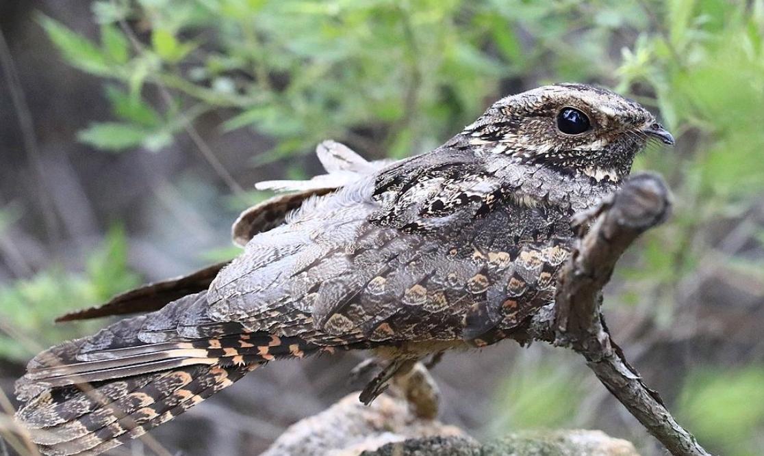 男子户外遇怪鸟受伤全身雪白带灰,湖北一男子回家途中看见一只怪鸟