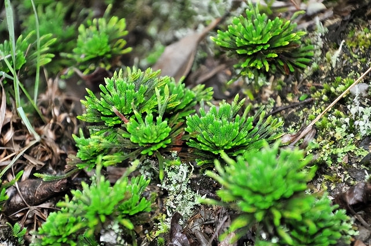 家里可养九死还魂草,家里可以种还魂草