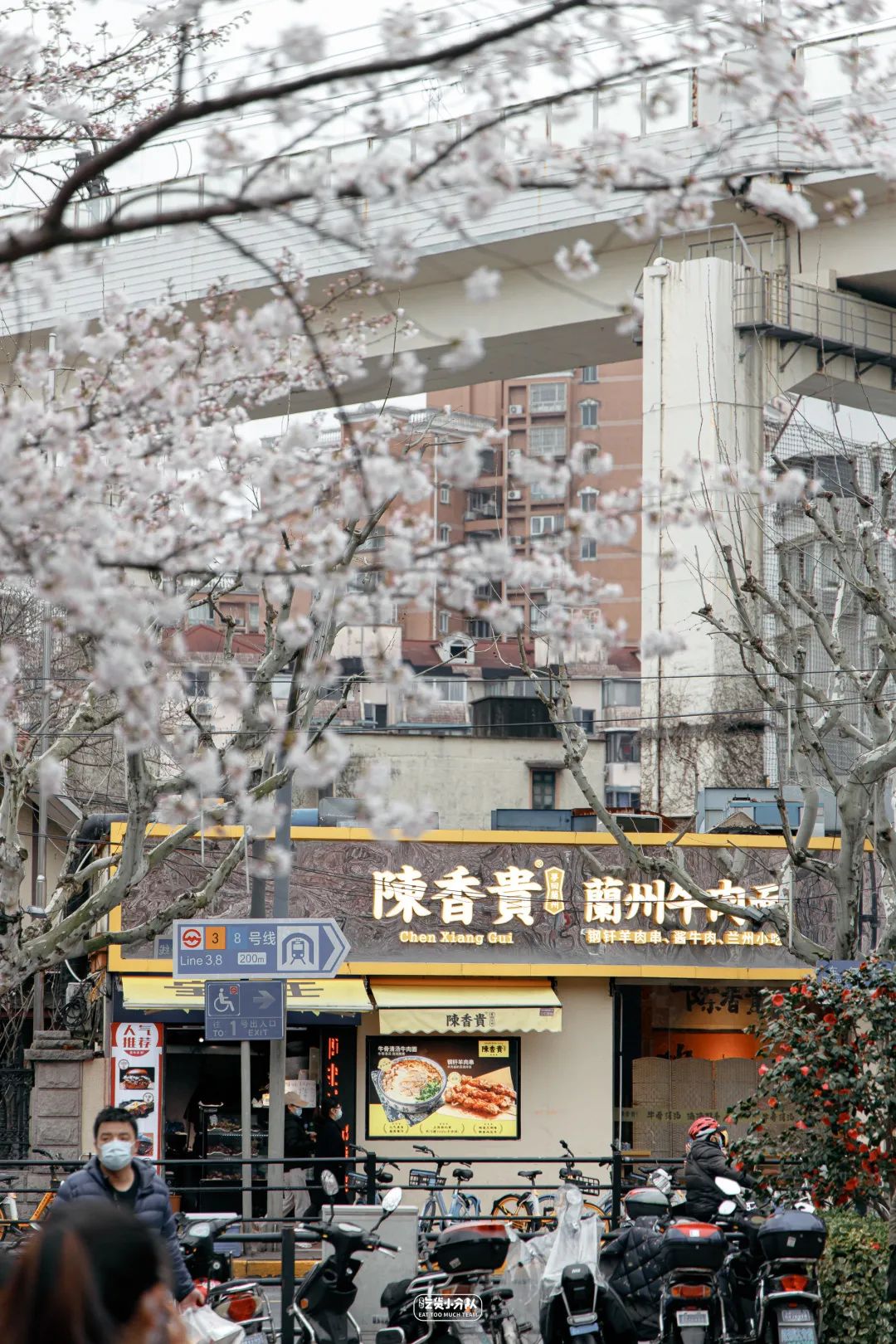 樱花最佳季节,樱花最盛开的时候