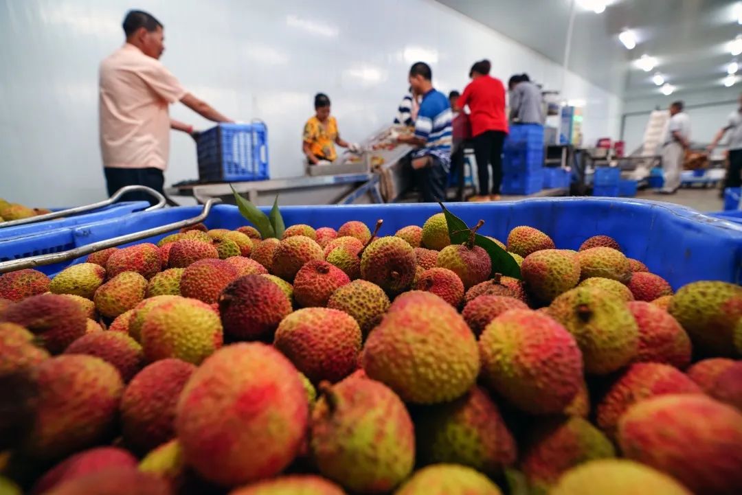南山荔枝最新消息,南山荔枝下来了么