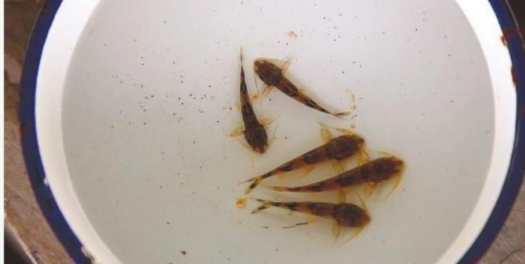 在印度是吃人水怪,在云南就是道菜!快要消失的面瓜鱼有多好吃?