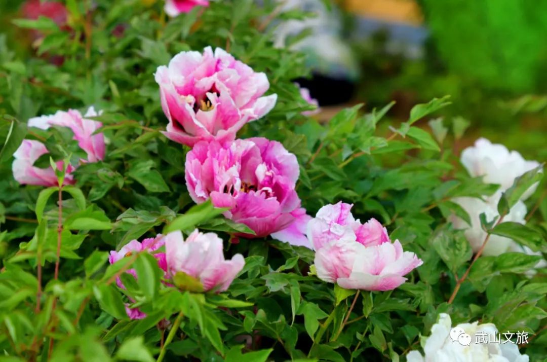 中国十大魅力之城——天水欢迎您来打卡千山万水就爱天水魅力五月打卡十有武山——,四马年村