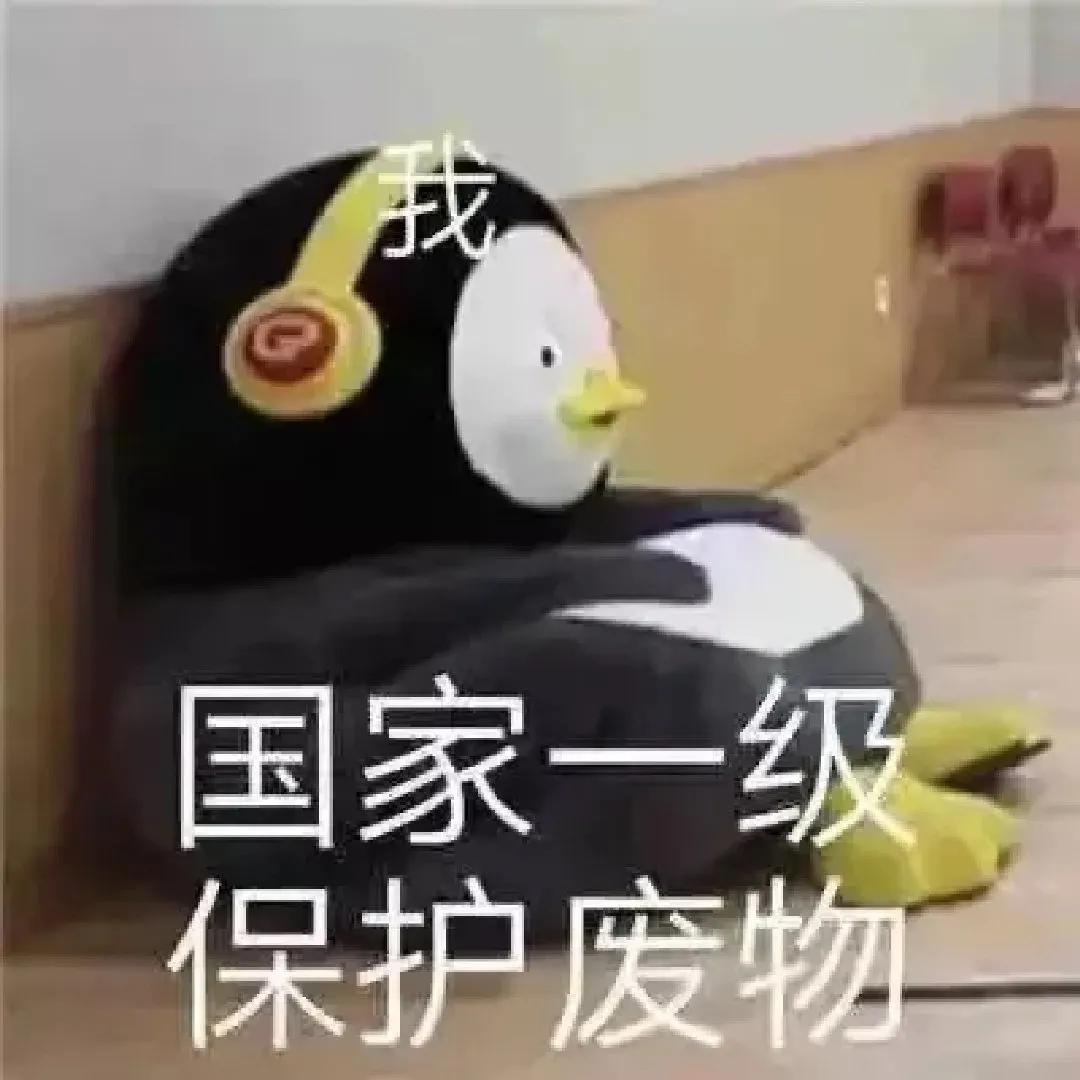 可爱的动物表情包画像,动物表情包猫猫