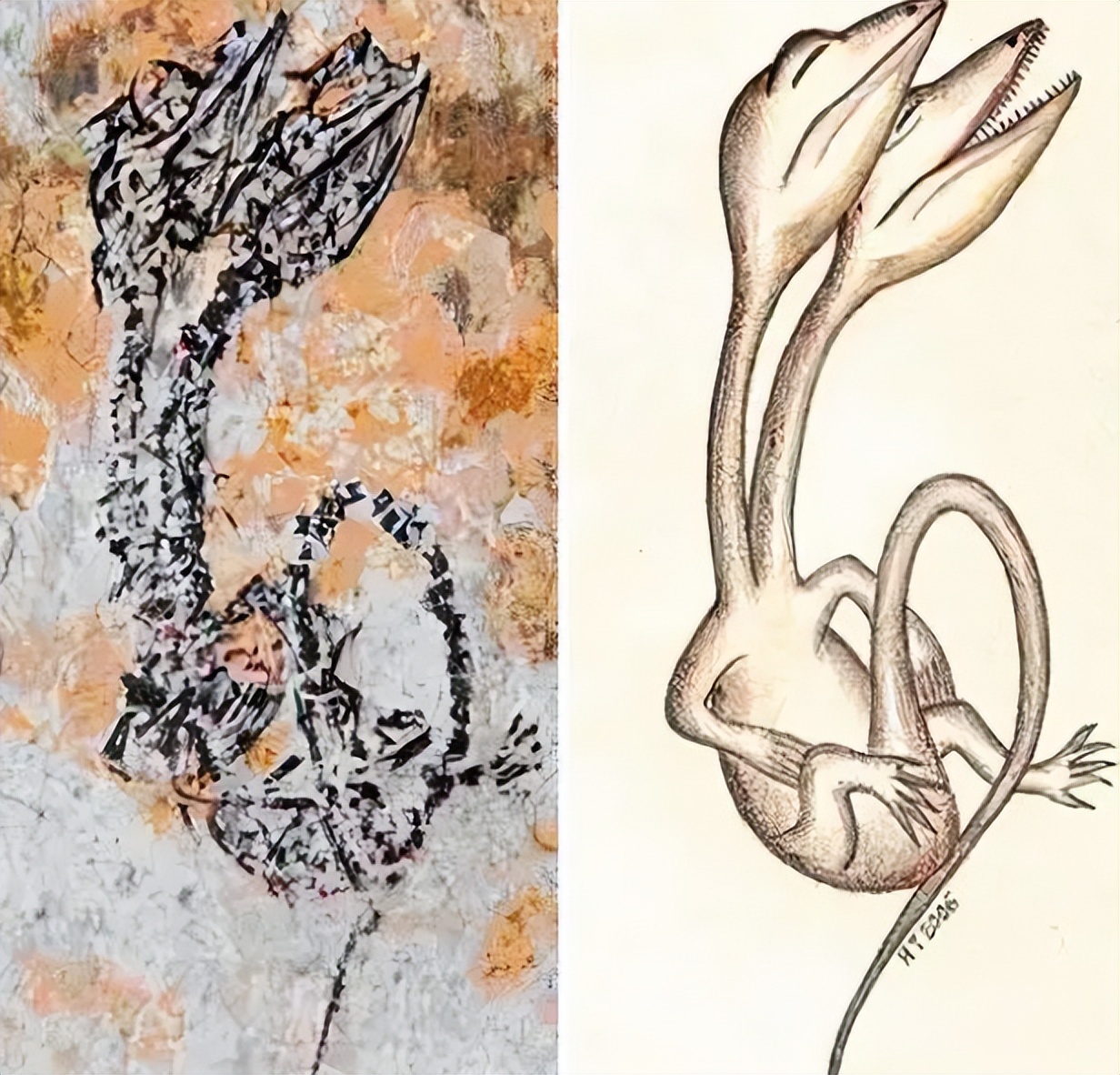 各种古生物化石图片,神秘的地球古生物昆虫化石