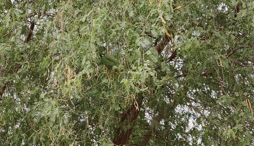 迪拜适合养什么植物,迪拜常见花草