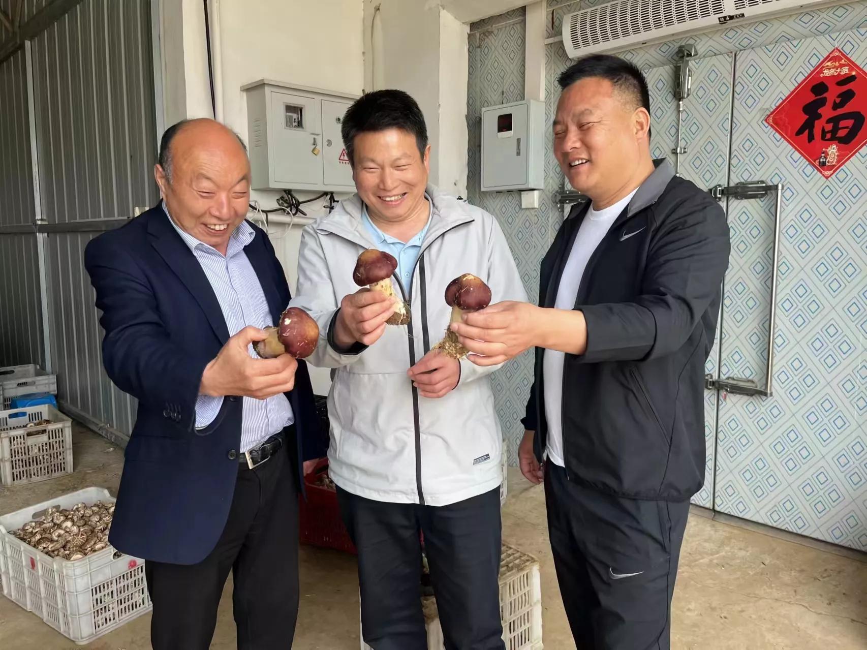 安徽种菇大王丁伦保联系电话,肥西蘑菇大王丁伦保