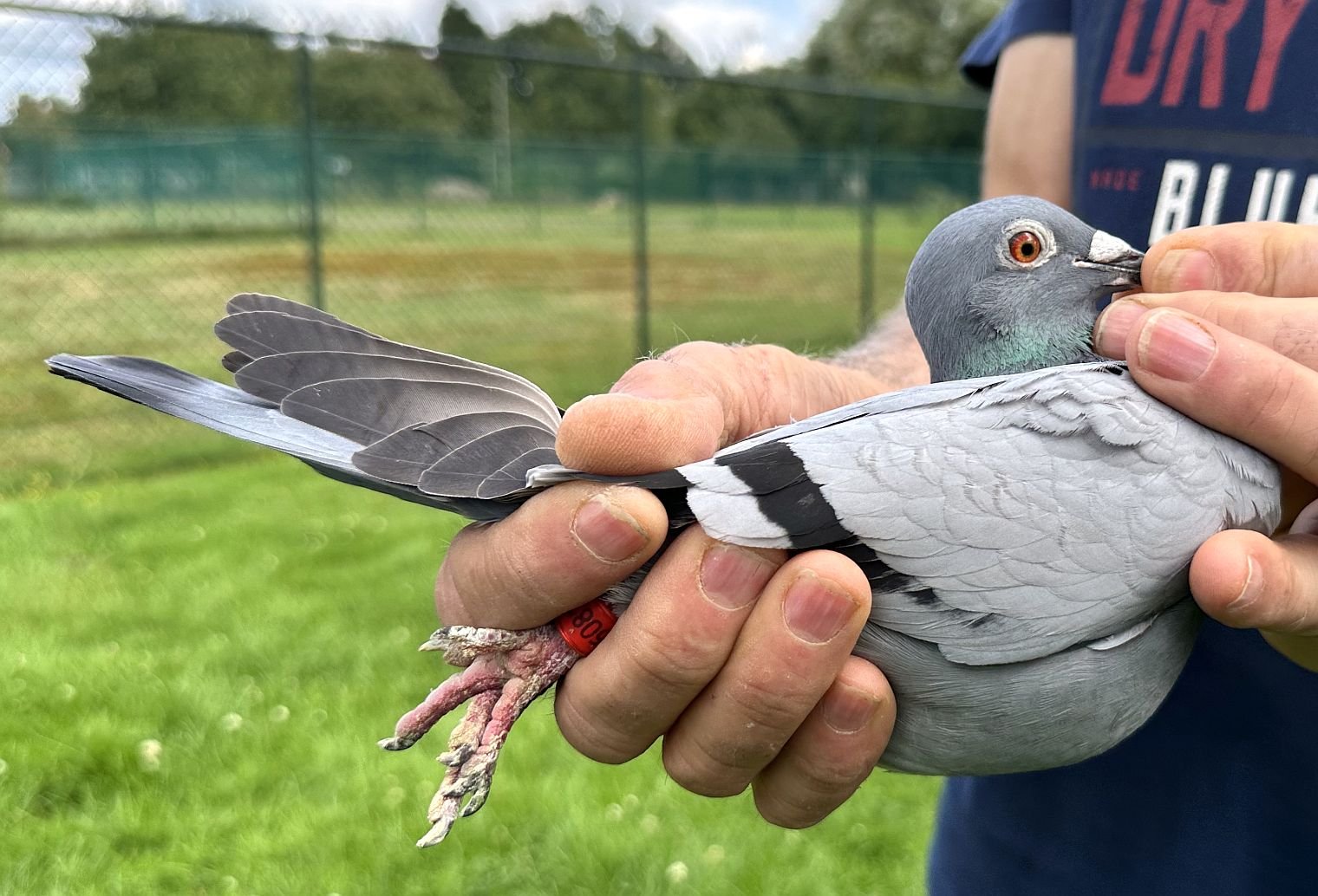 波治Ⅱ两万羽争锋速霸龙后代高速夺冠