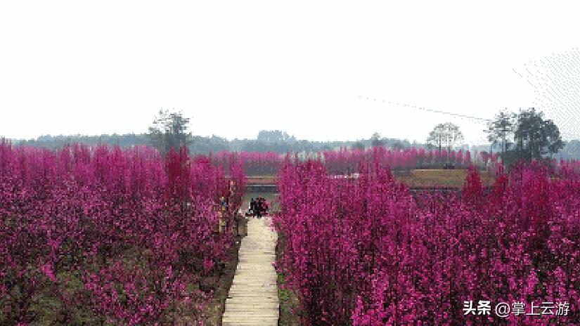 绿野春花,绵阳安州看花免费推荐