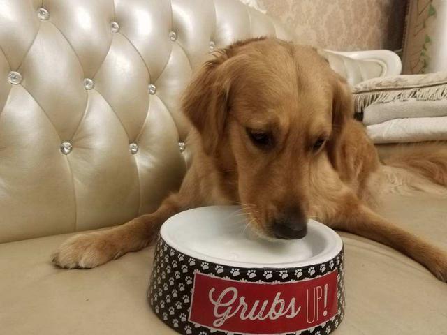 两只狗交配时，为什么不能上前打扰？