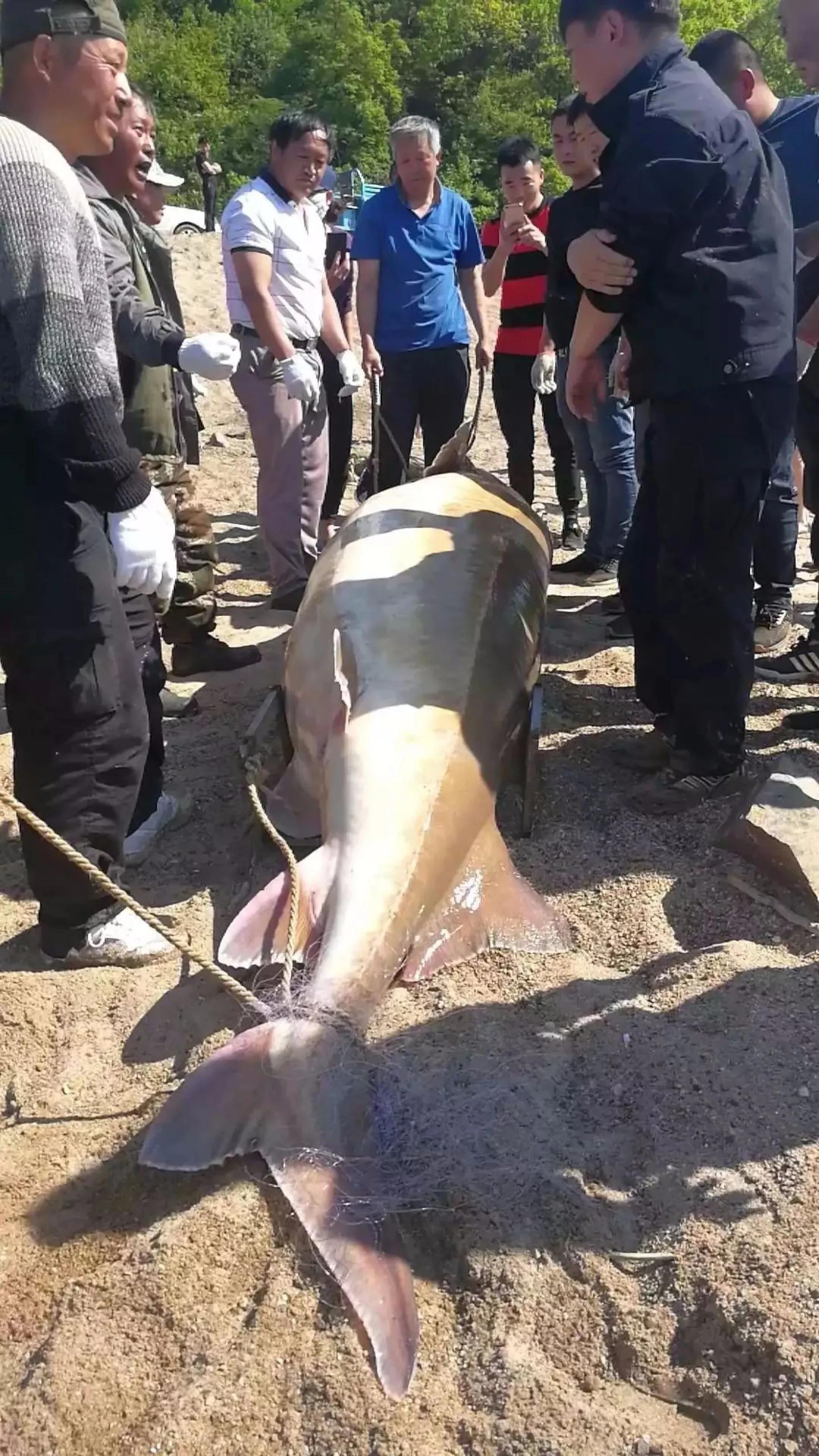 渔民在黑龙江捕到七十斤大鱼,渔民抓到一条百万大鱼